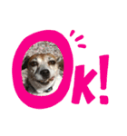 ジャックラッセルテリア（はつ）のスタンプ（個別スタンプ：5）