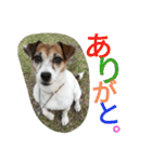 ジャックラッセルテリア（はつ）のスタンプ（個別スタンプ：12）