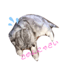 TAうちの子（個別スタンプ：1）
