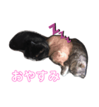 TAうちの子（個別スタンプ：2）