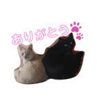 TAうちの子（個別スタンプ：4）