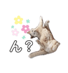 TAうちの子（個別スタンプ：6）