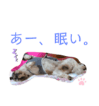 シーズー祭り3（個別スタンプ：1）