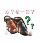 シーズー祭り3（個別スタンプ：2）