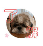 シーズー祭り3（個別スタンプ：4）