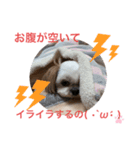 シーズー祭り3（個別スタンプ：7）