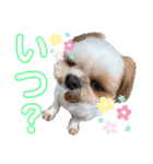 シーズー祭り3（個別スタンプ：8）