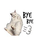 おらいのねこ 32コ（個別スタンプ：7）