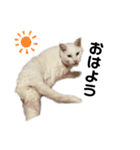 おらいのねこ 32コ（個別スタンプ：11）