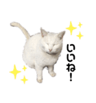 おらいのねこ 32コ（個別スタンプ：16）