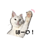 おらいのねこ 32コ（個別スタンプ：17）