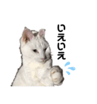 おらいのねこ 32コ（個別スタンプ：18）