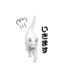 おらいのねこ 32コ（個別スタンプ：19）