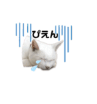 おらいのねこ 32コ（個別スタンプ：23）