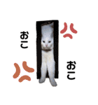おらいのねこ 32コ（個別スタンプ：24）