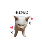 おらいのねこ 32コ（個別スタンプ：25）