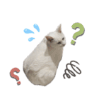 おらいのねこ 32コ（個別スタンプ：27）
