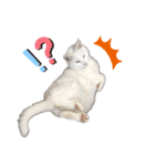 おらいのねこ 32コ（個別スタンプ：28）