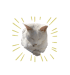 おらいのねこ 32コ（個別スタンプ：32）