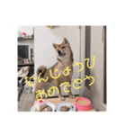 柴犬みるくの日常（個別スタンプ：1）