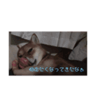 柴犬みるくの日常（個別スタンプ：2）