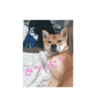 柴犬みるくの日常（個別スタンプ：3）