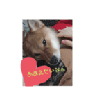 柴犬みるくの日常（個別スタンプ：4）