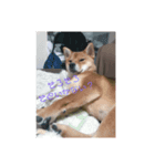 柴犬みるくの日常（個別スタンプ：5）
