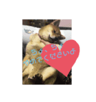 柴犬みるくの日常（個別スタンプ：6）