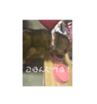 柴犬みるくの日常（個別スタンプ：7）