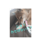 柴犬みるくの日常（個別スタンプ：8）