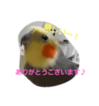 オカメインコのぴょこたん3（個別スタンプ：1）