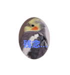オカメインコのぴょこたん3（個別スタンプ：3）