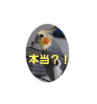 オカメインコのぴょこたん3（個別スタンプ：4）