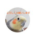 オカメインコのぴょこたん3（個別スタンプ：5）