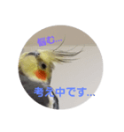 オカメインコのぴょこたん3（個別スタンプ：6）