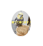 オカメインコのぴょこたん3（個別スタンプ：7）