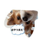 king ＆ Kong（個別スタンプ：2）