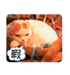 白太郎くん2（個別スタンプ：5）