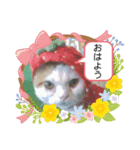 白太郎くん2（個別スタンプ：6）