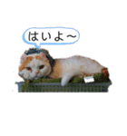白太郎くん2（個別スタンプ：7）