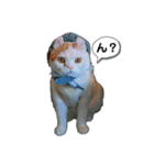 白太郎くん2（個別スタンプ：9）