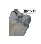 白太郎くん2（個別スタンプ：15）