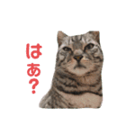 よつよつよつば2（個別スタンプ：12）