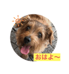 ノーフォークlove（個別スタンプ：5）