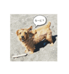 ノーフォークlove（個別スタンプ：8）