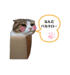 僕はスコティッシュフォールドのCoco^^（個別スタンプ：3）