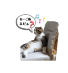 僕はスコティッシュフォールドのCoco^^（個別スタンプ：15）