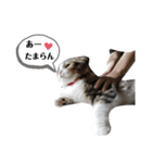 僕はスコティッシュフォールドのCoco^^（個別スタンプ：18）