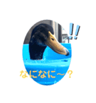 あいがものビビ（個別スタンプ：7）